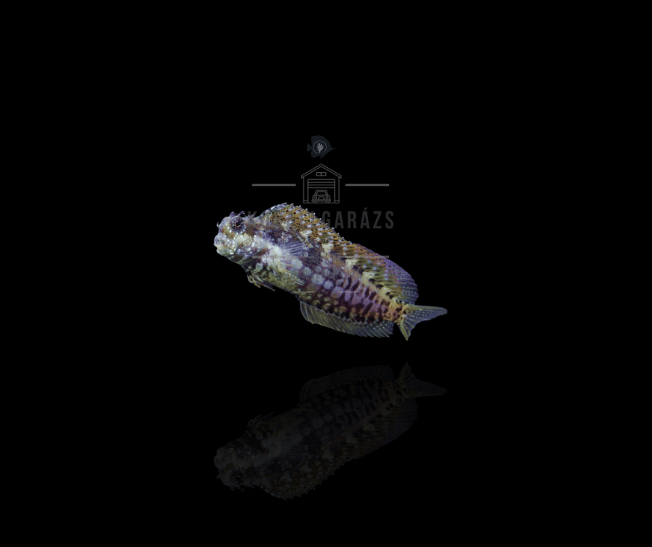 Salarias Fasciatus